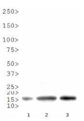 Western Blot: Histone H3 [Asym-dimethyl Arg8] AntibodyBSA Free [NB21-1062]